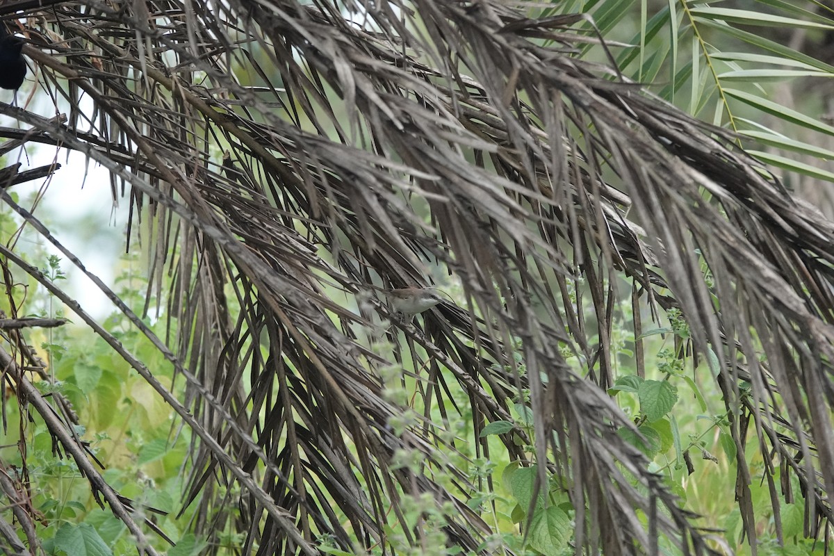 Славка-завирушка - ML645434587