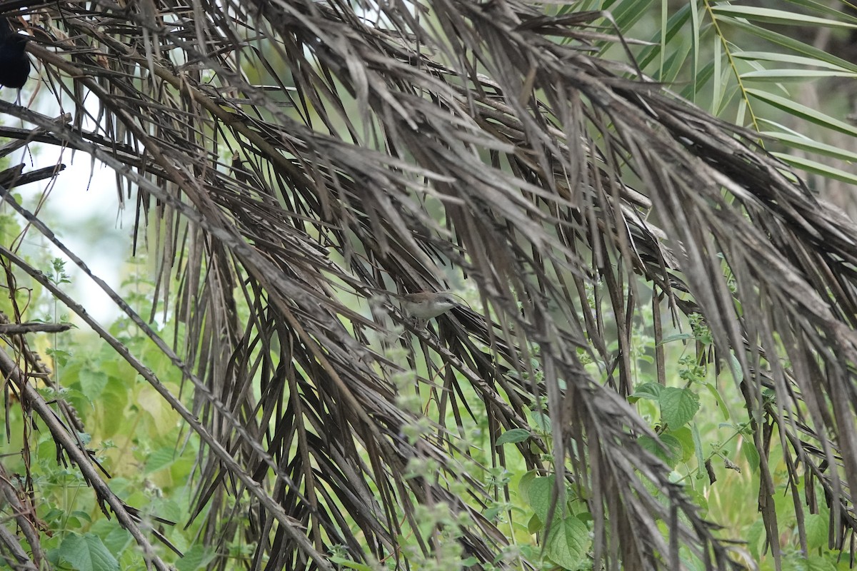 Славка-завирушка - ML645434588