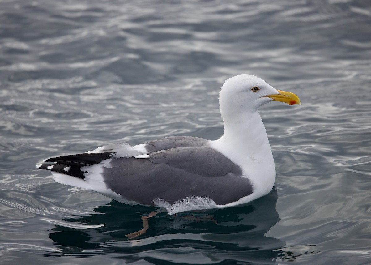 Western Gull - ML645434602