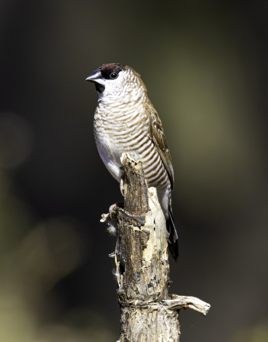 Plum-headed Finch - ML645434615