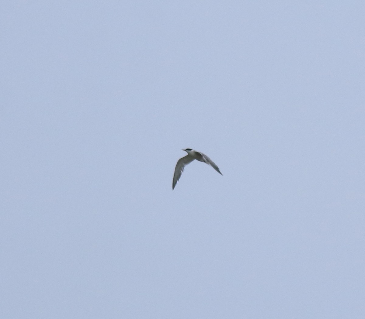 燕鷗 - ML645434619