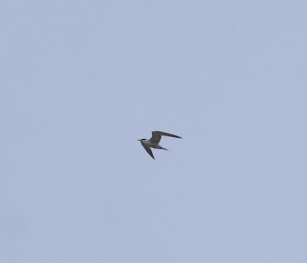 燕鷗 - ML645434620