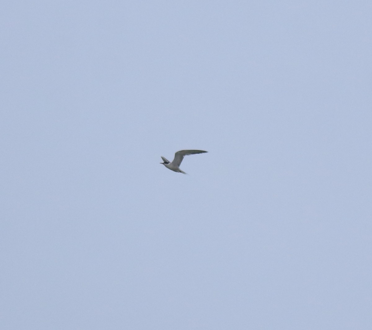 燕鷗 - ML645434622