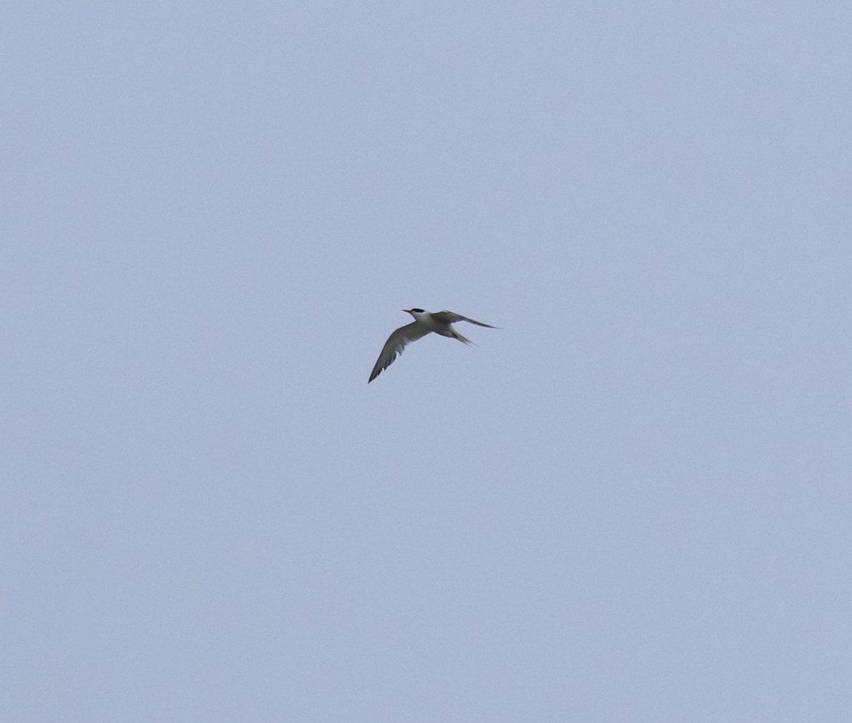 燕鷗 - ML645434624