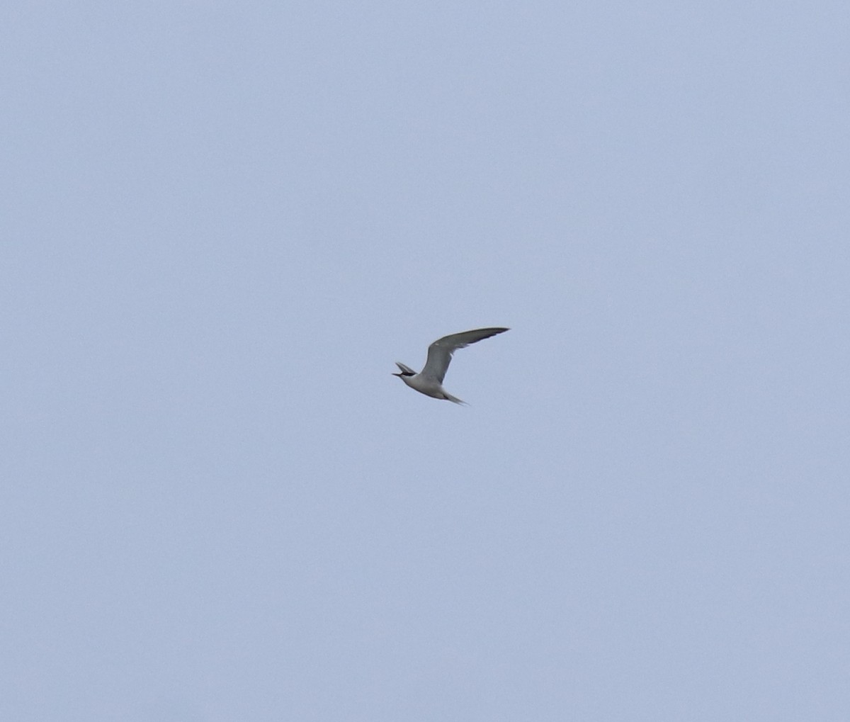 燕鷗 - ML645434625