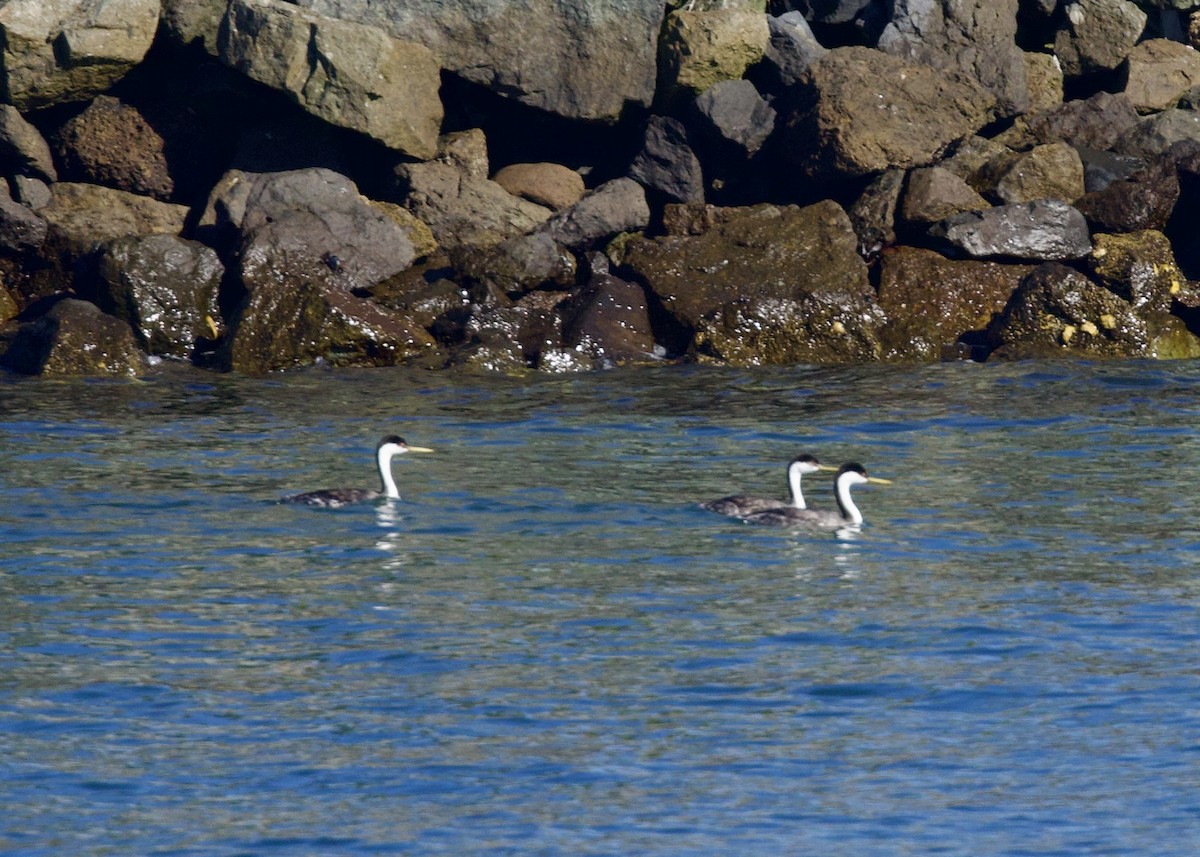 Murgil mendebaldarra - ML645434626