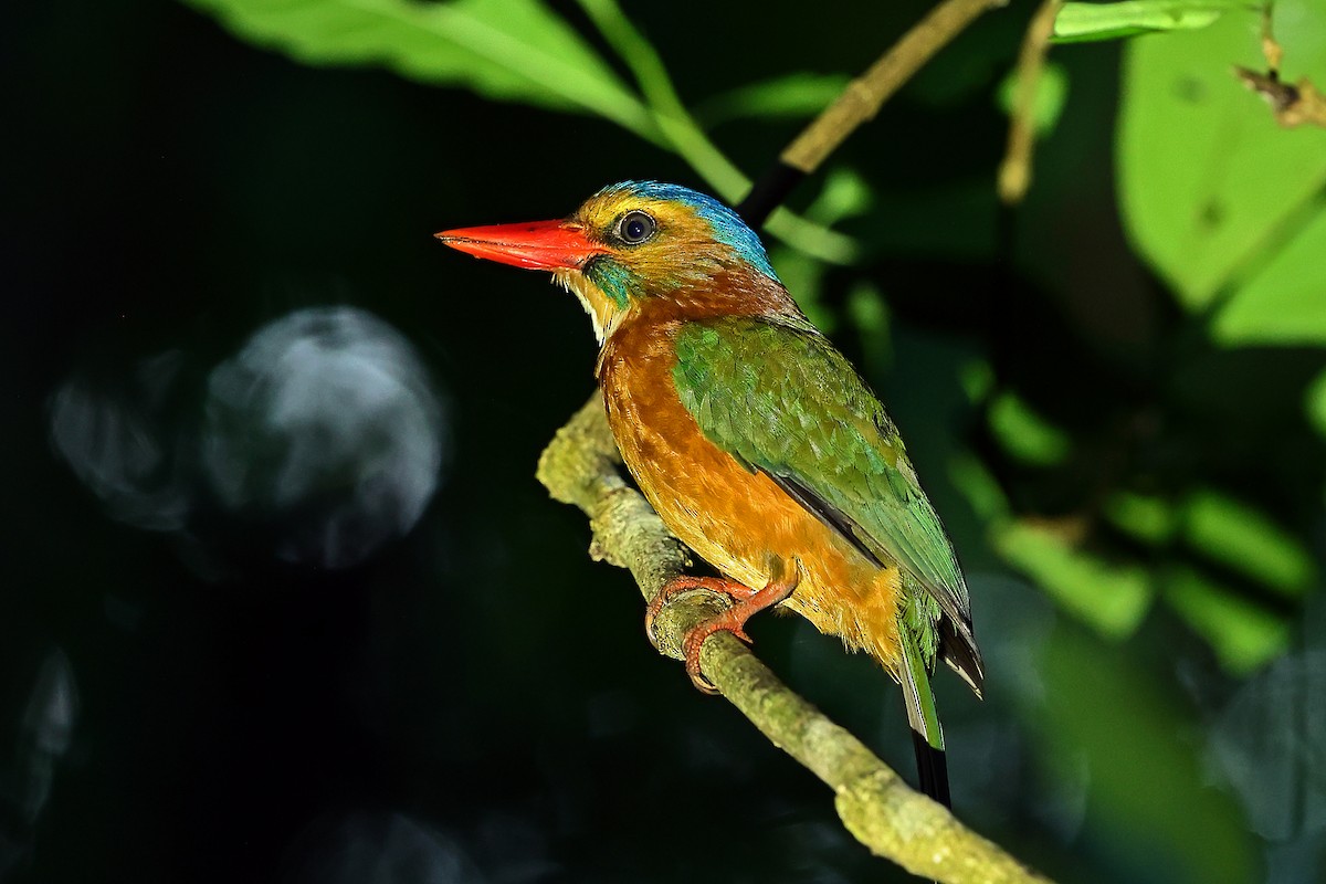 Green-backed Kingfisher (Blue-headed) - ML645434629