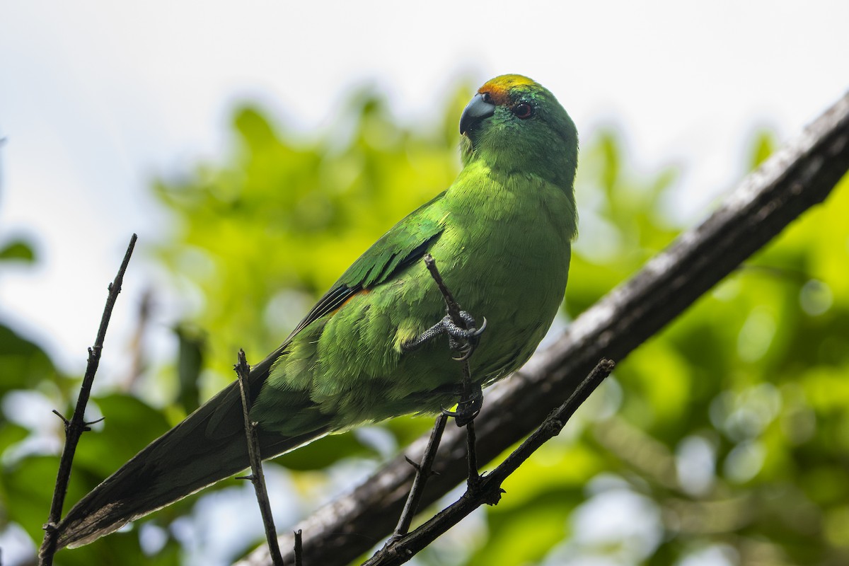 Malherbe's Parakeet - ML645434642
