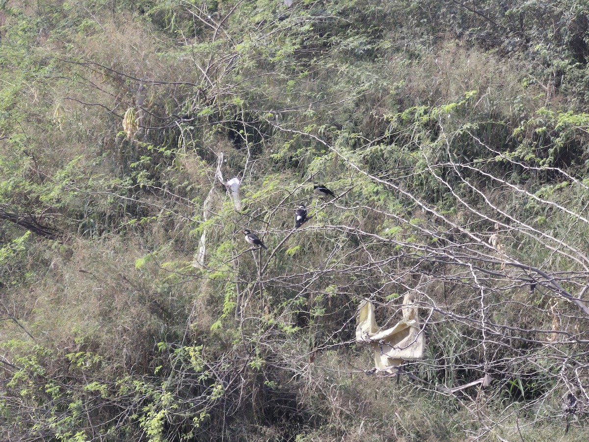 印度鵲椋鳥 - ML645434645