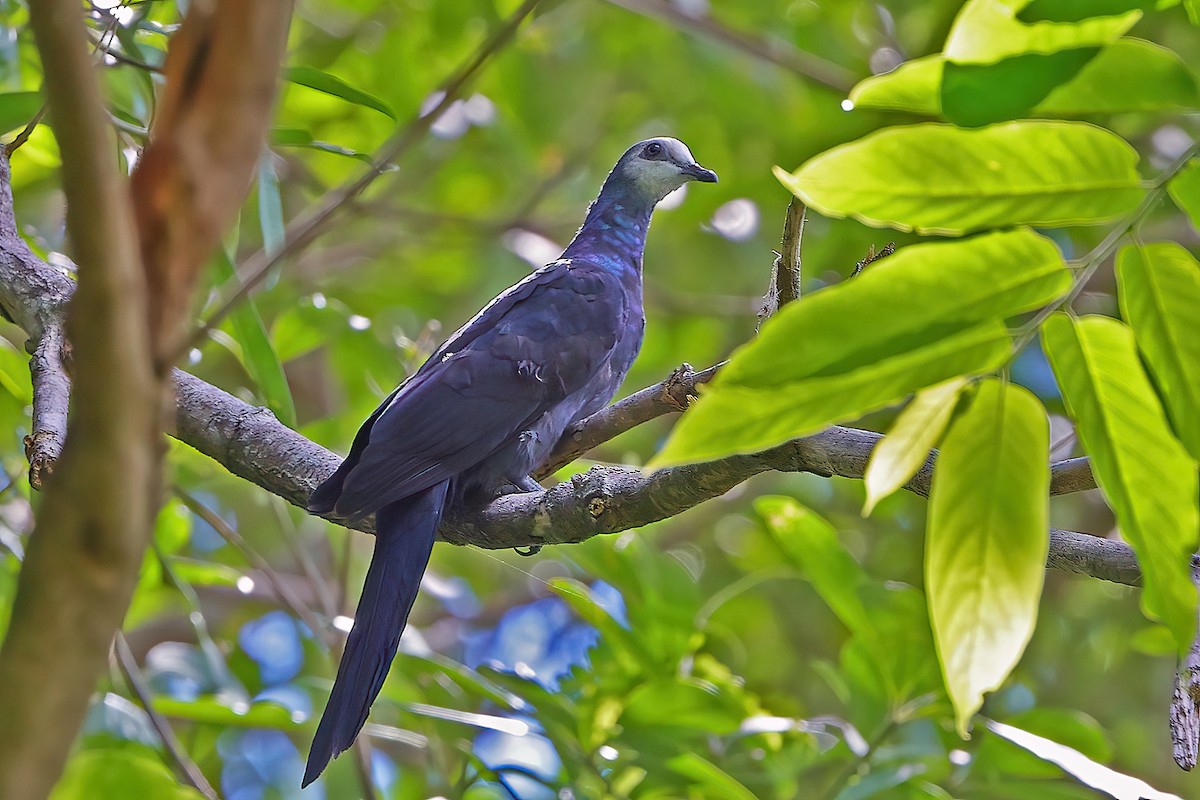 White-faced Cuckoo-Dove - ML645434647