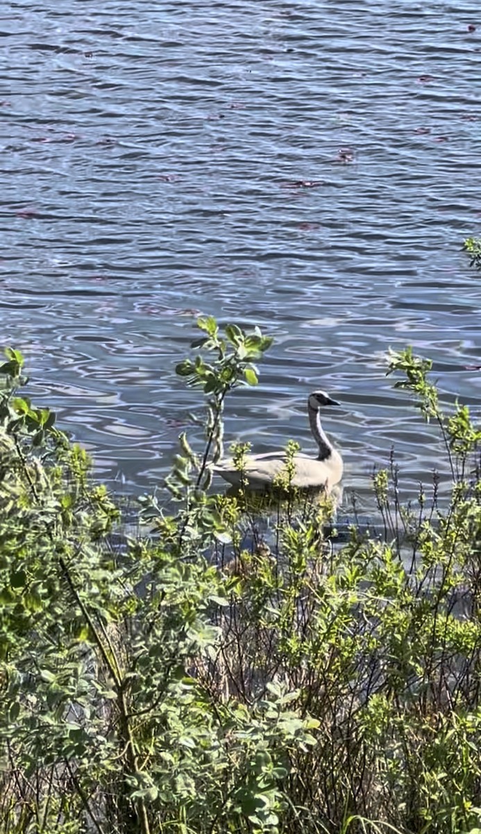 Cygne trompette - ML645434672