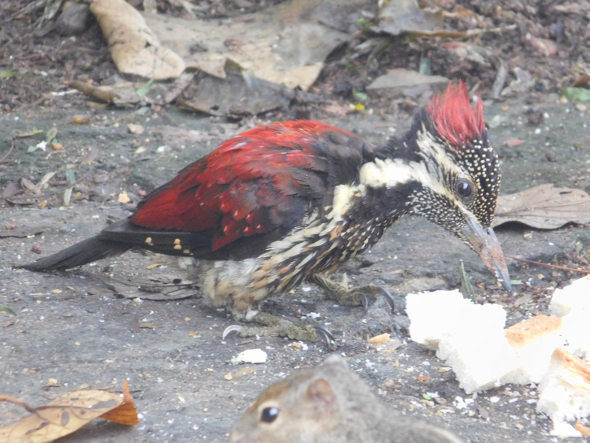 Red-backed Flameback - ML645434674