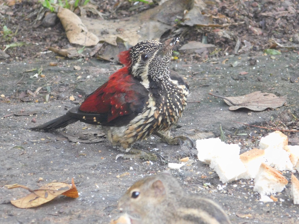 Red-backed Flameback - ML645434680