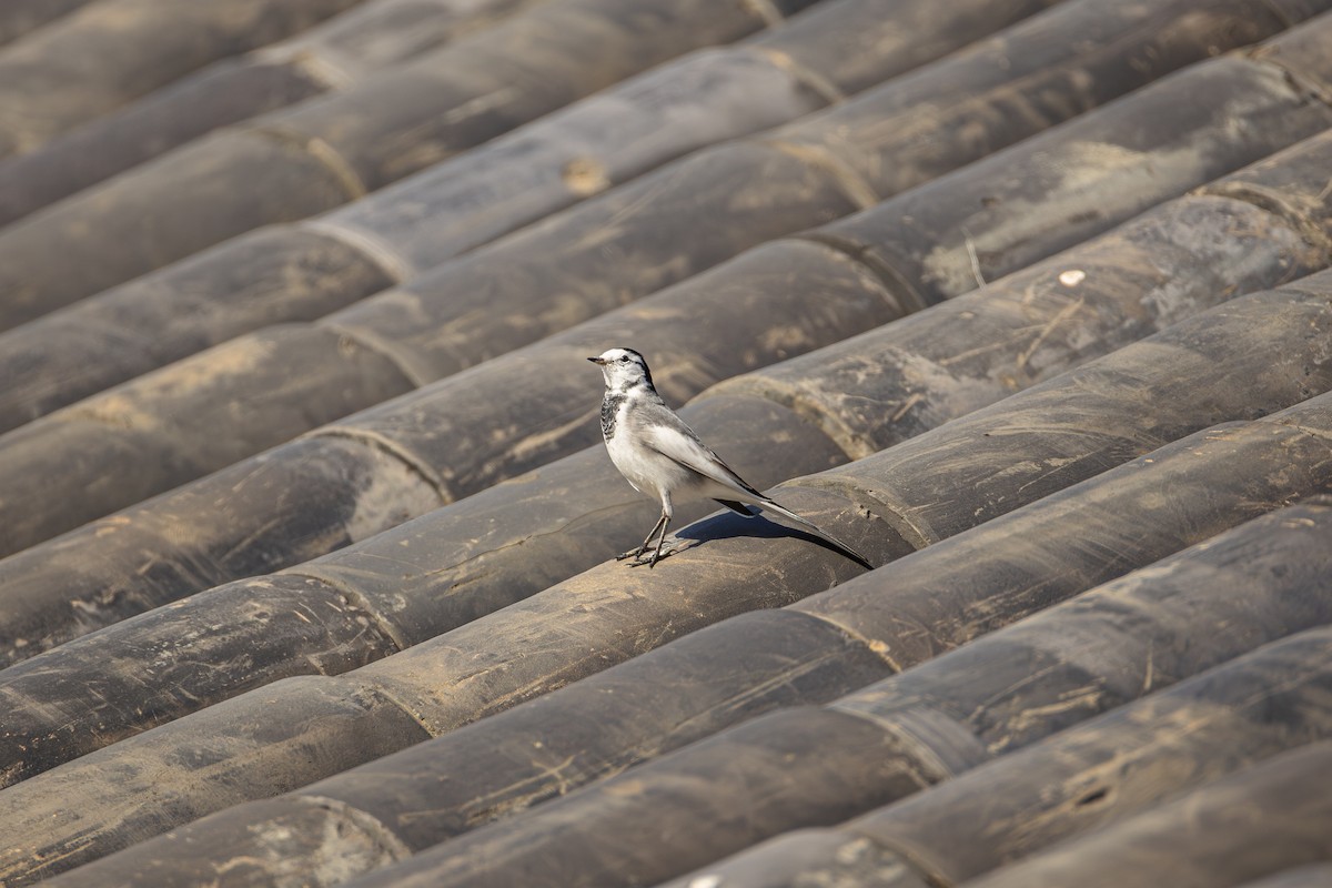 konipas bílý (ssp. lugens) - ML645434685