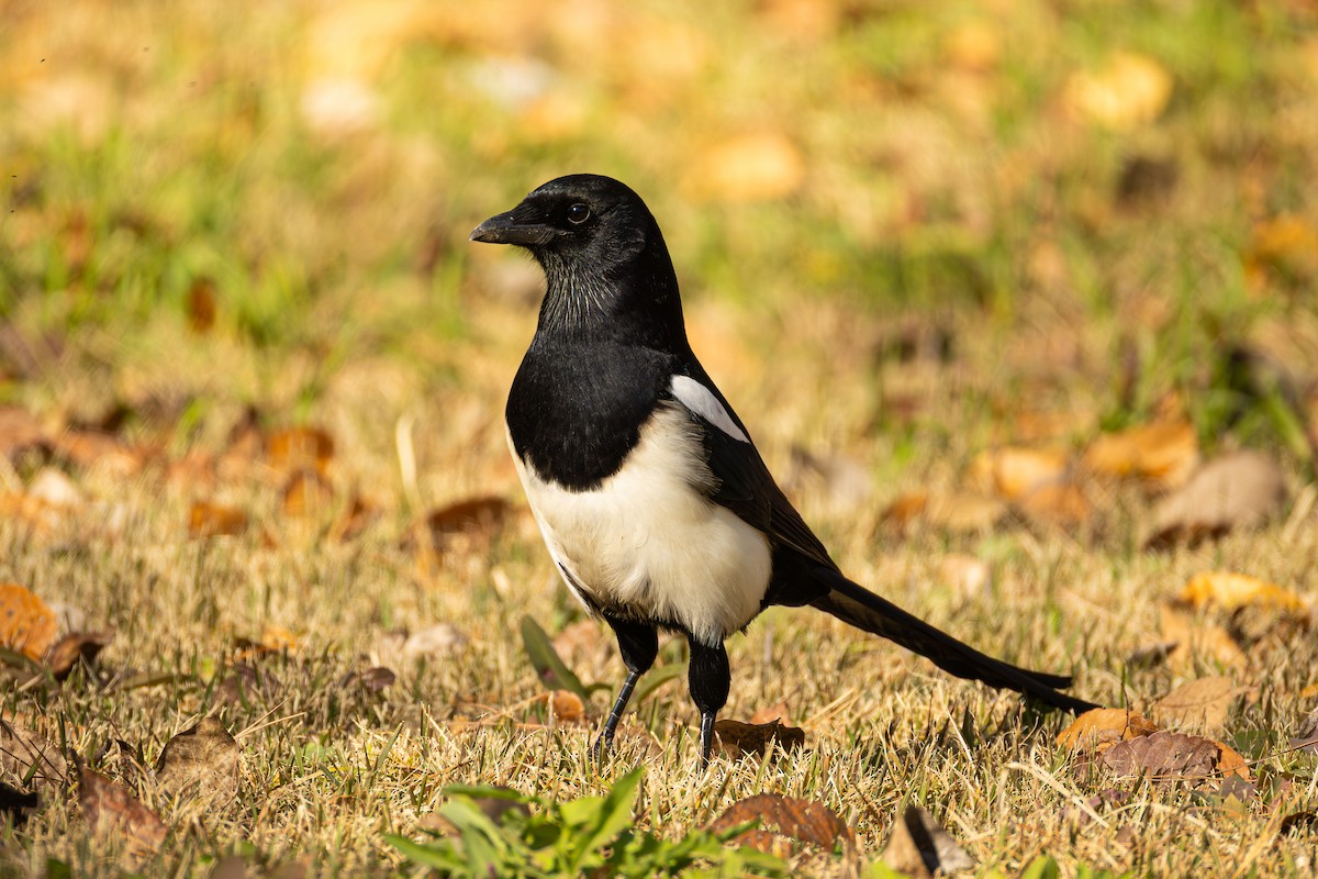 Orientelster - ML645434689