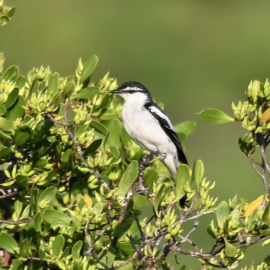 White-shouldered Triller - ML645434690