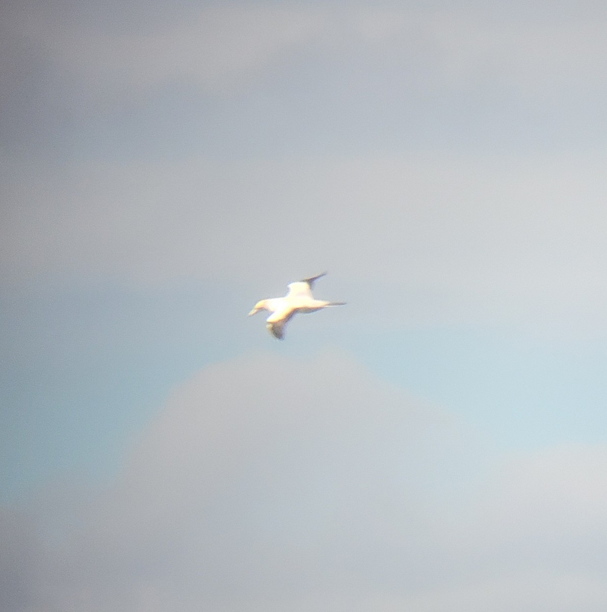 Australasian Gannet - ML645434691