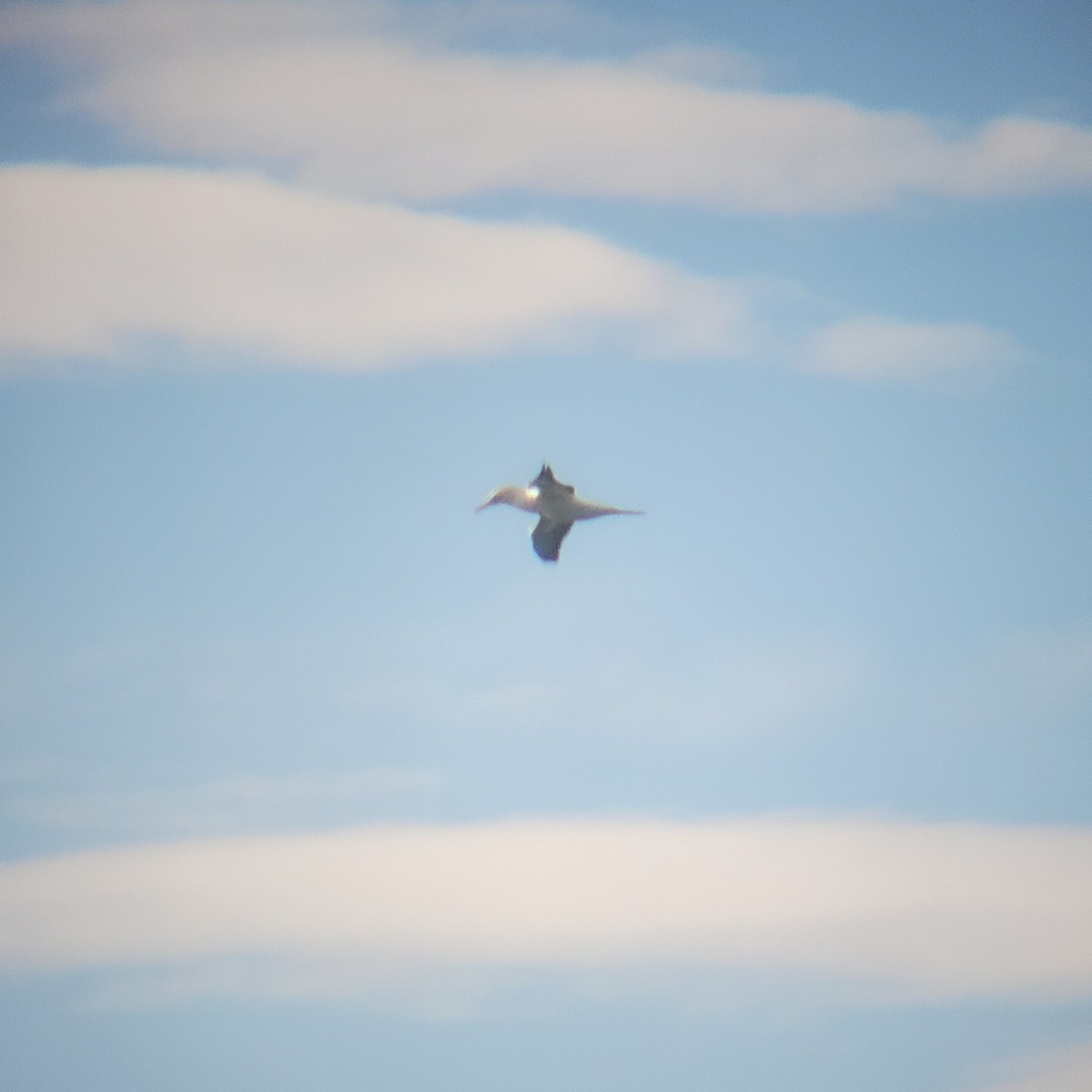 Australasian Gannet - ML645434692