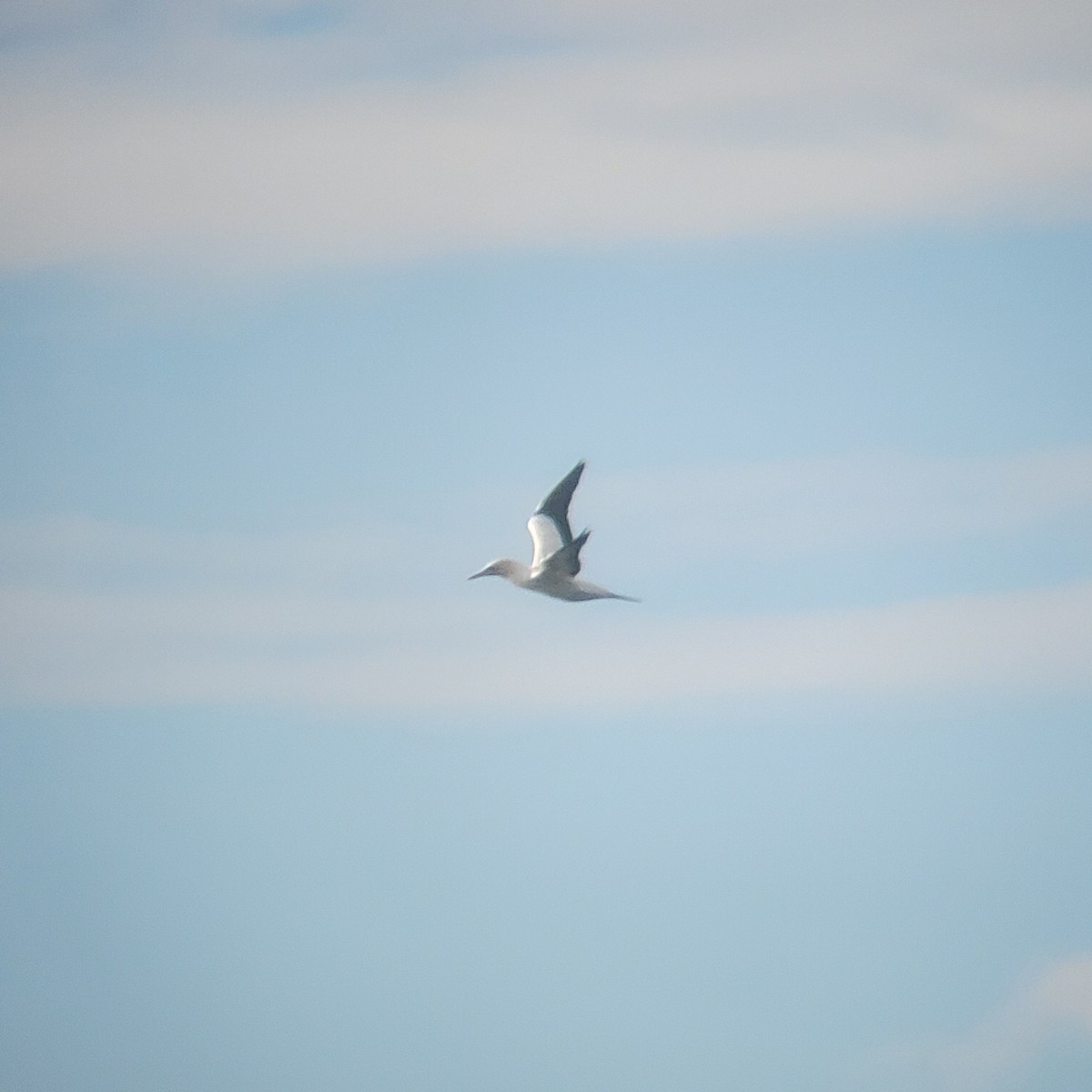 Australasian Gannet - ML645434693