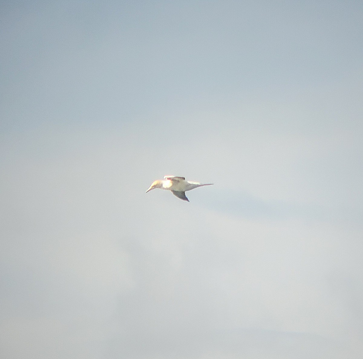 Australasian Gannet - ML645434694