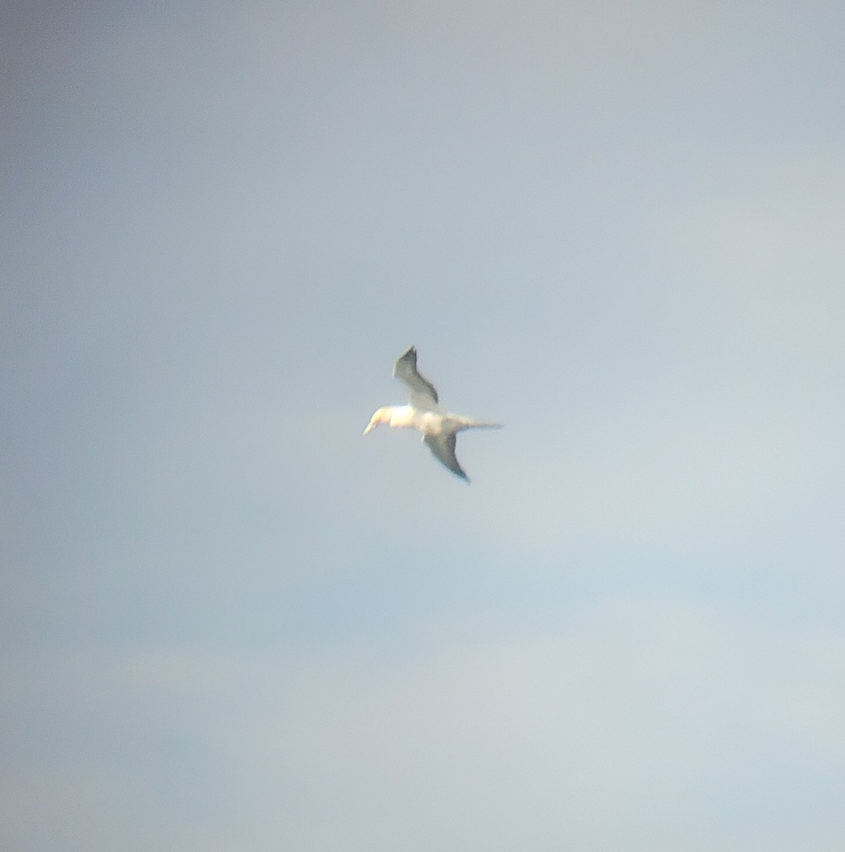 Australasian Gannet - ML645434695