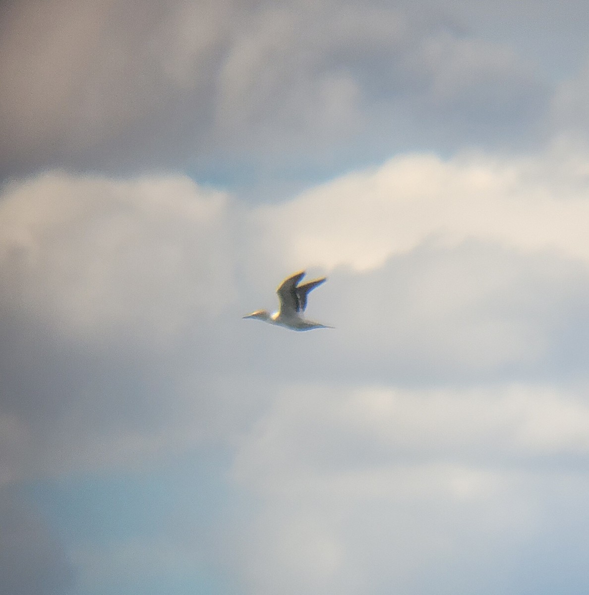 Australasian Gannet - ML645434696