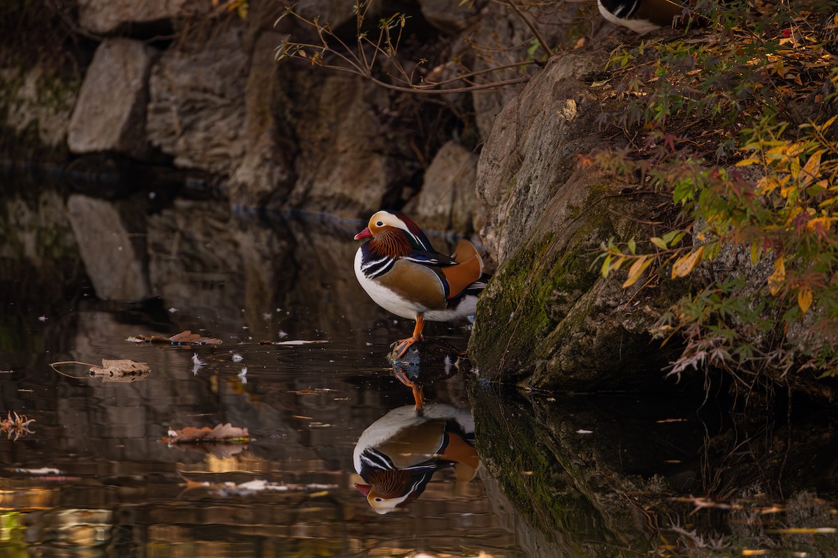 Mandarin Duck - ML645434721