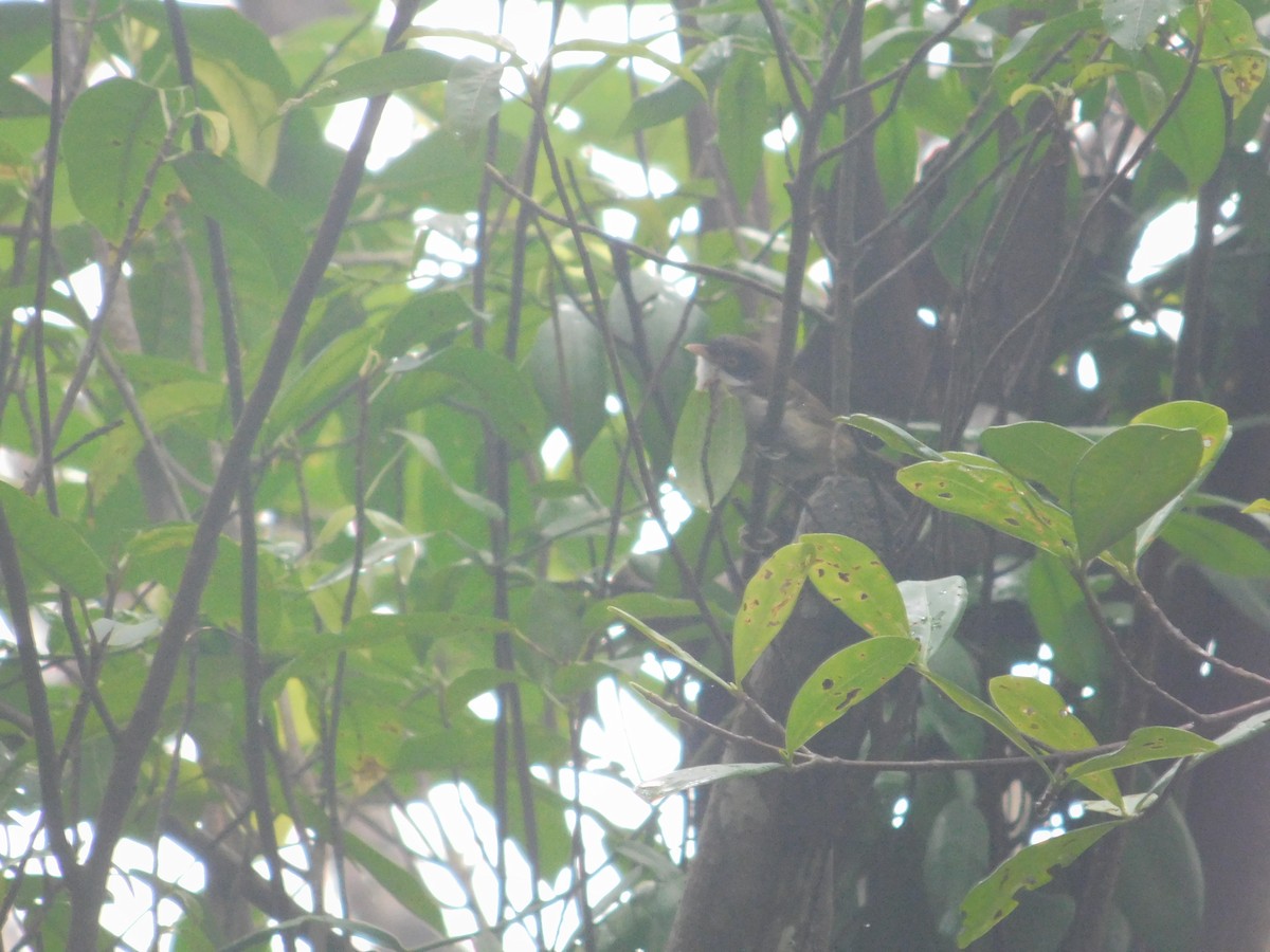 Dark-fronted Babbler - ML645434722
