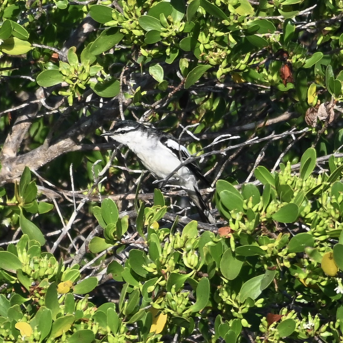 White-shouldered Triller - ML645434723