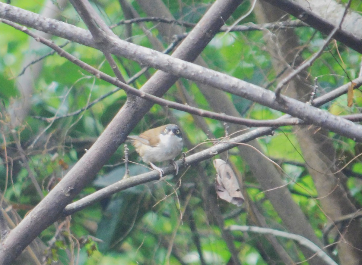 Dark-fronted Babbler - ML645434724