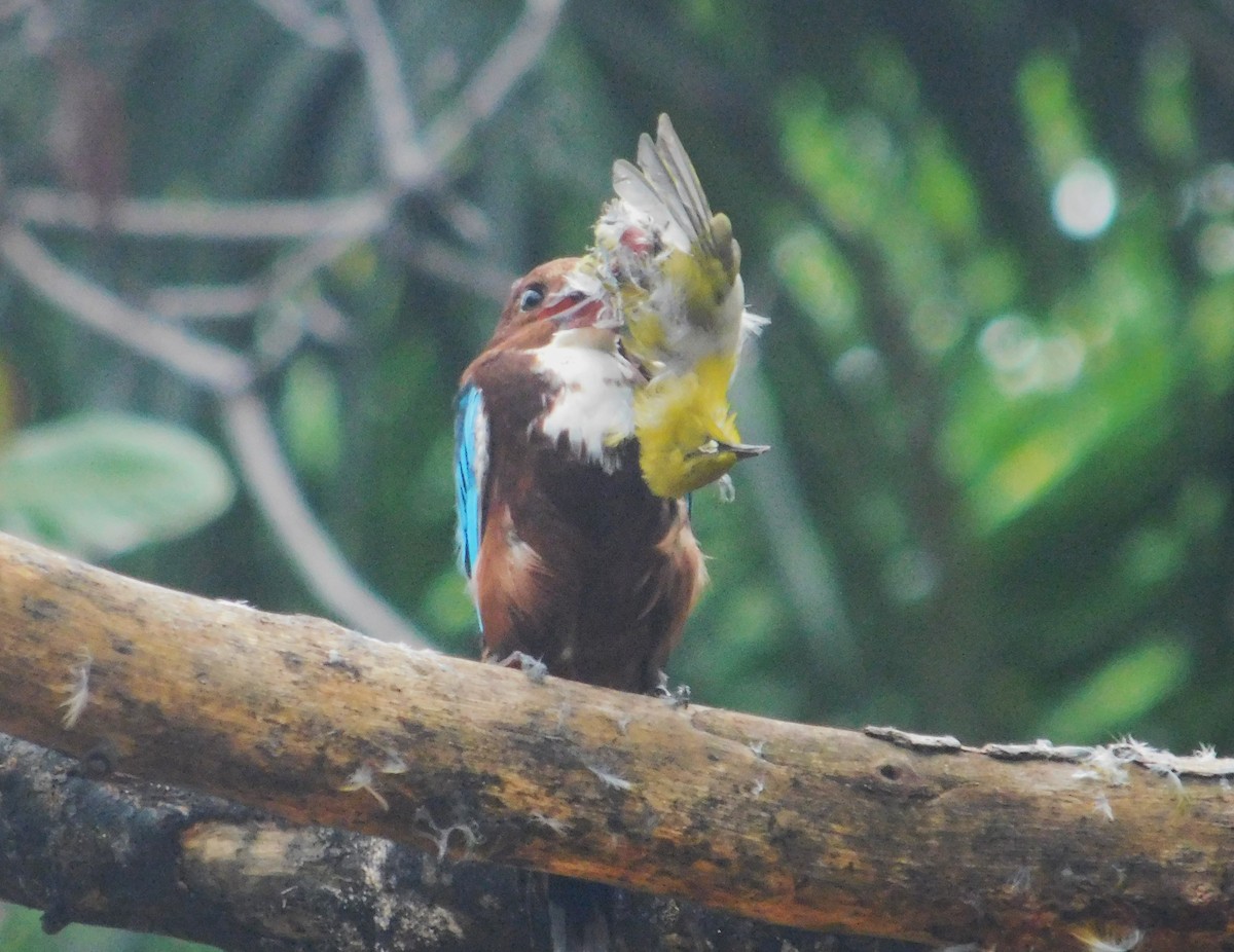 蒼翡翠 - ML645434735