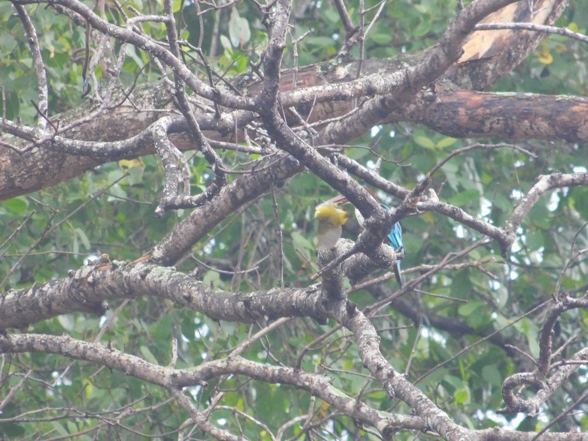 蒼翡翠 - ML645434743