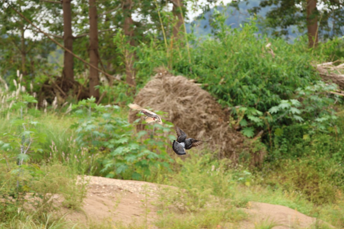 Haitz-usoa (etxekoa) - ML645434748