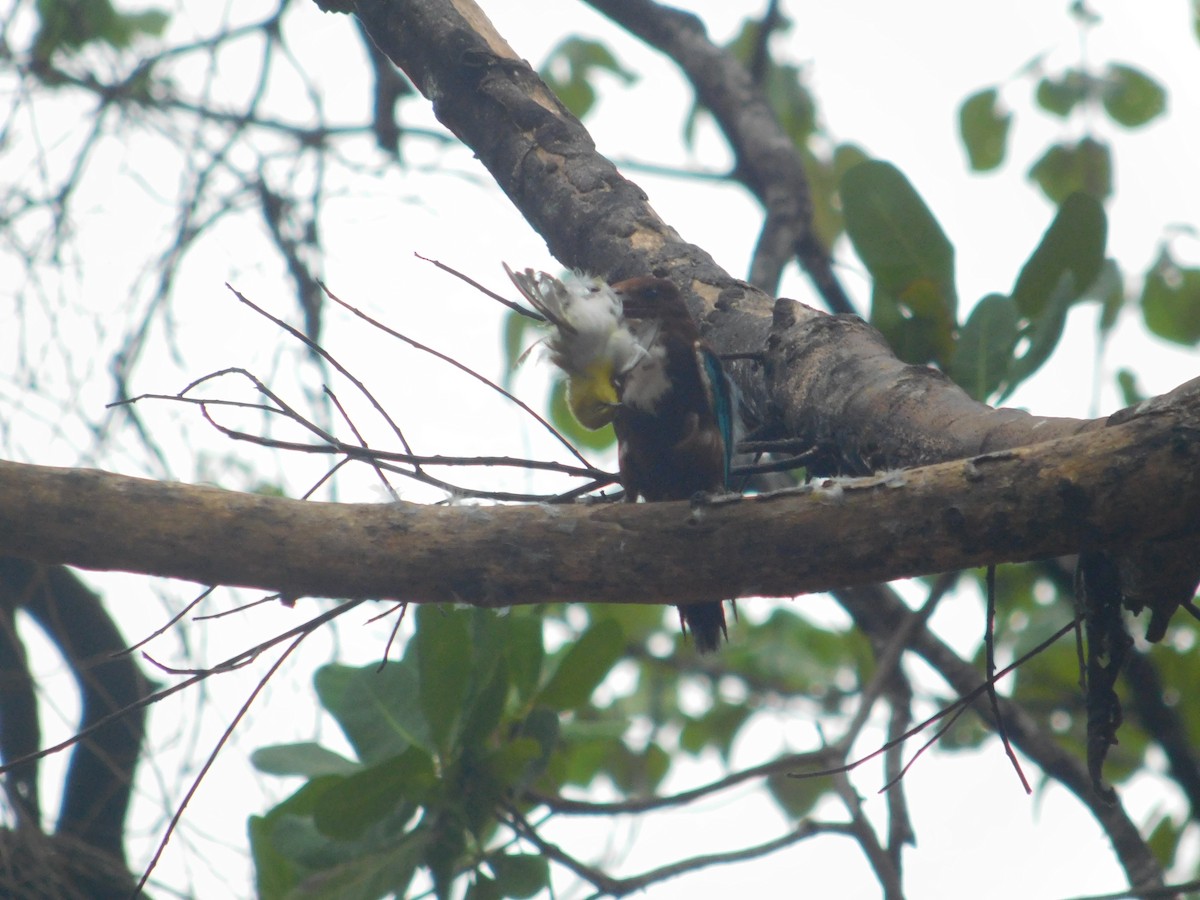 蒼翡翠 - ML645434767