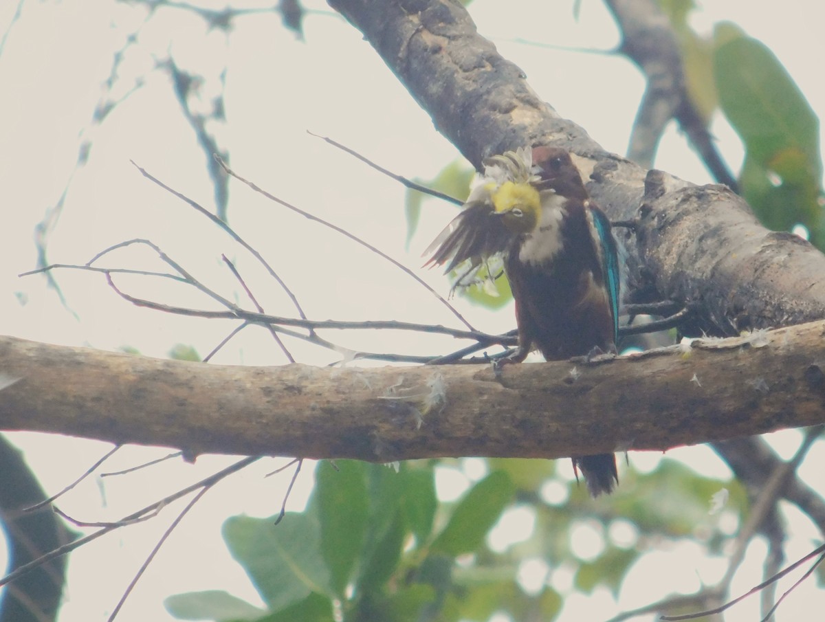 蒼翡翠 - ML645434774