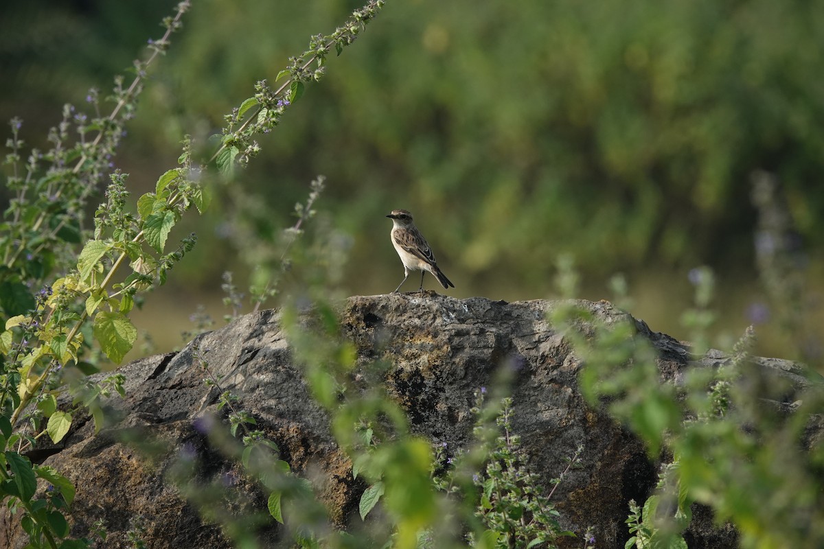 Siberian Stonechat - ML645434784
