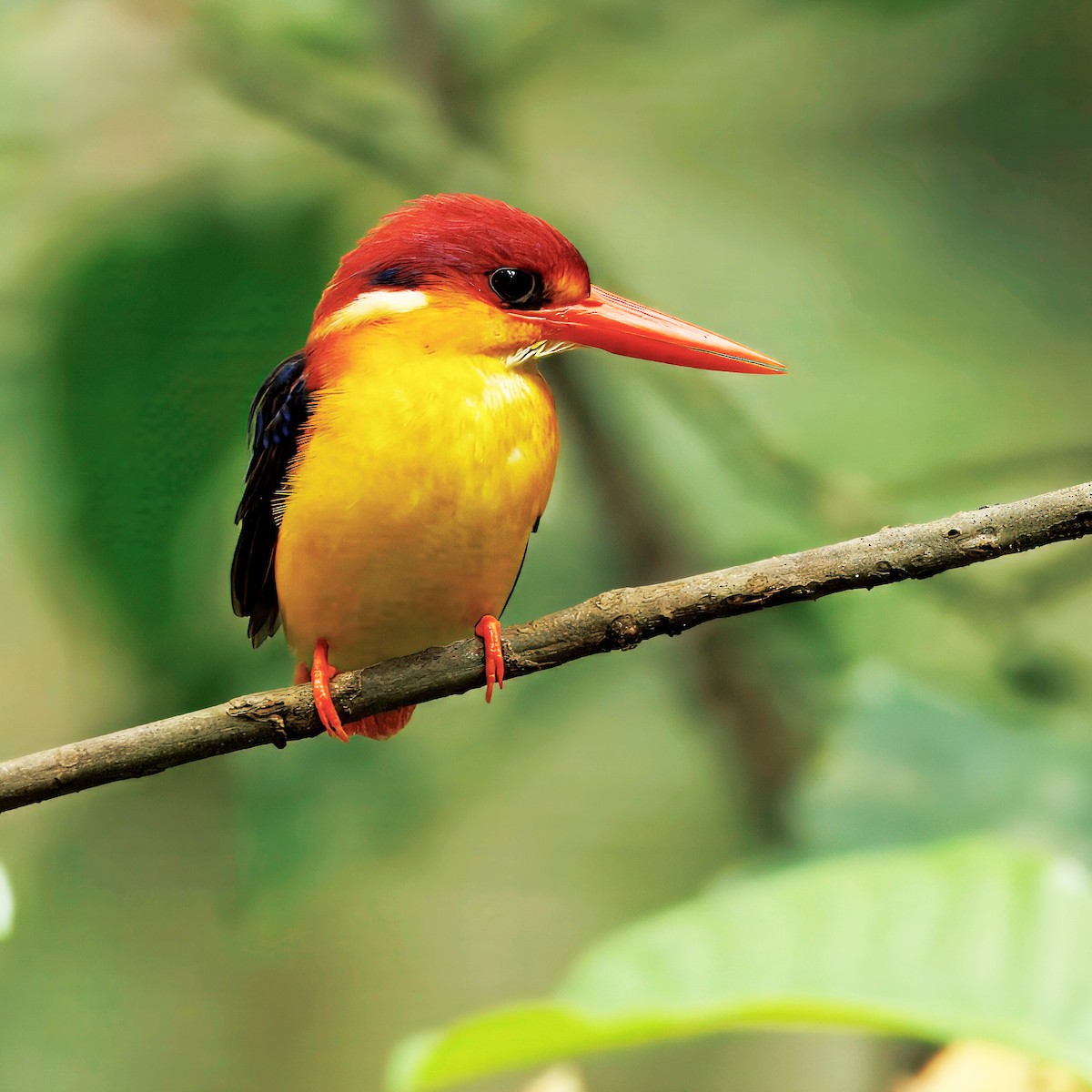 Rufous-backed Dwarf-Kingfisher - ML645434813
