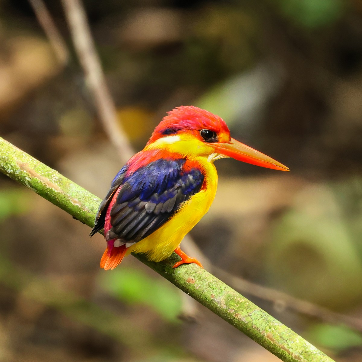 Rufous-backed Dwarf-Kingfisher - ML645434814