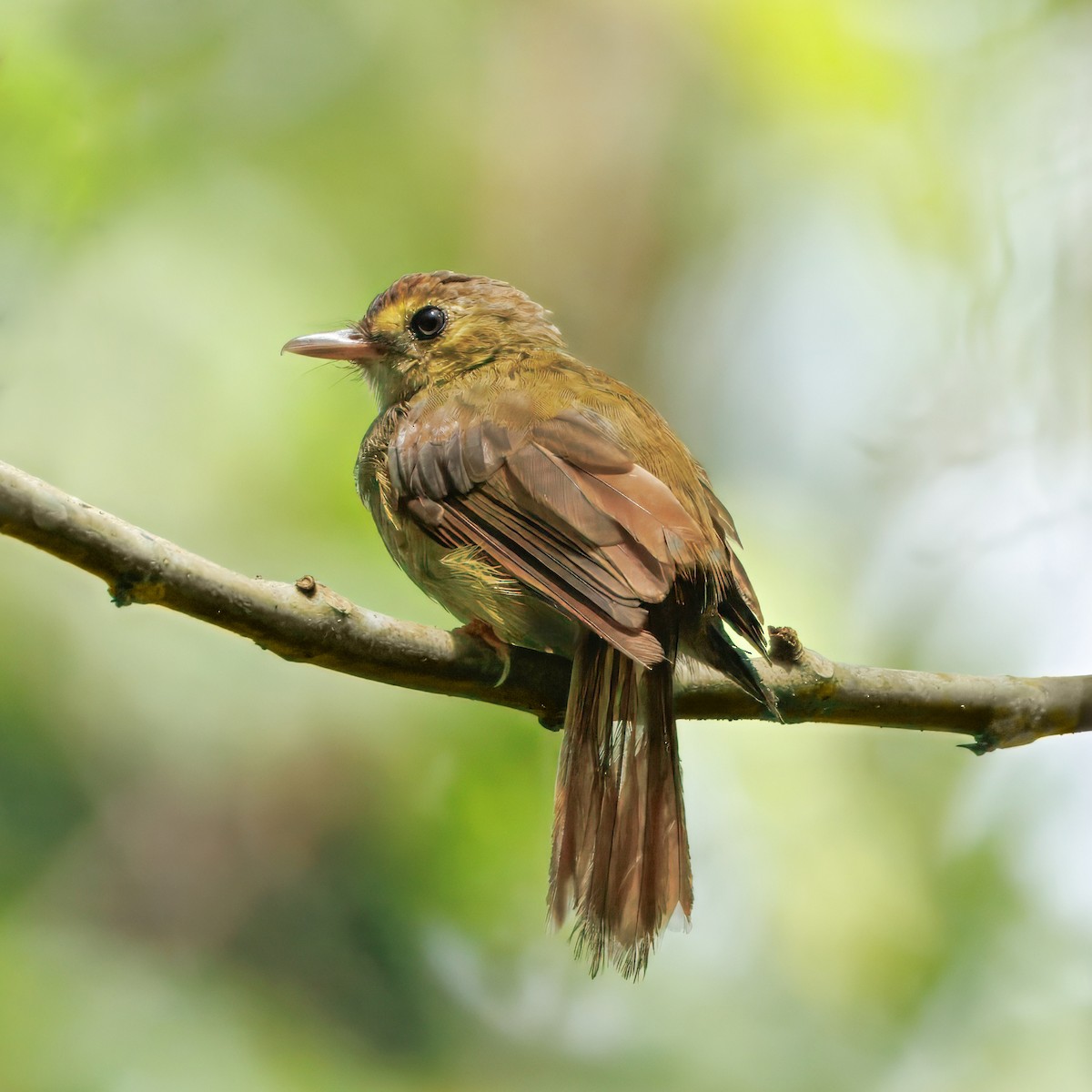 Hairy-backed Bulbul - ML645434830