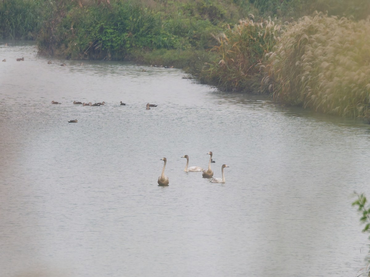 Лебідь-кликун - ML645434833