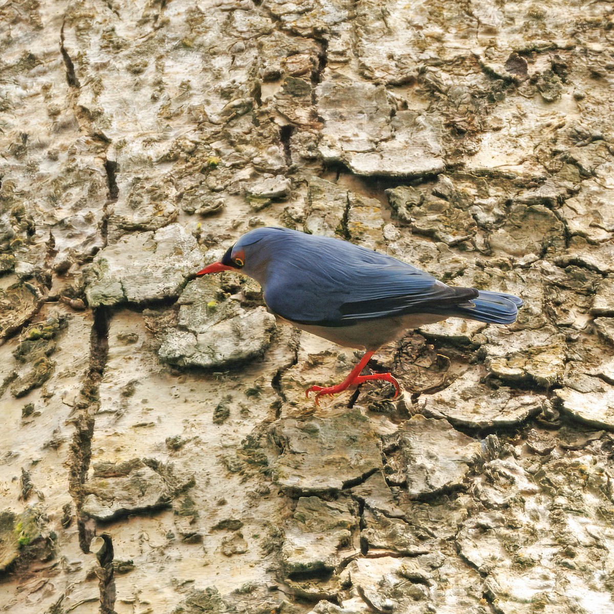 Velvet-fronted Nuthatch - ML645434845