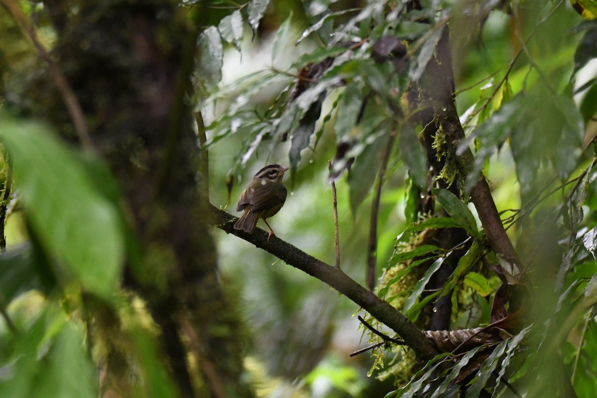 Costa Rican Warbler - ML645434860
