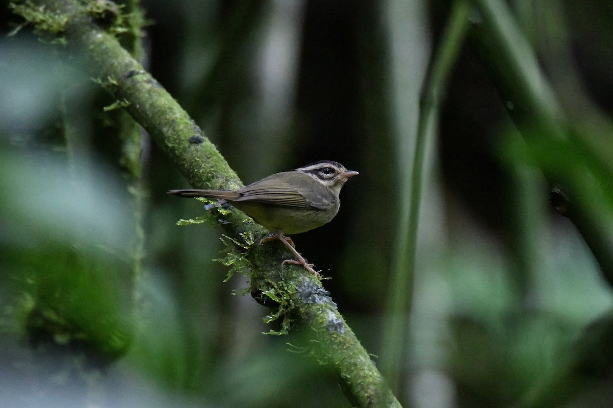 Costa Rican Warbler - ML645434861