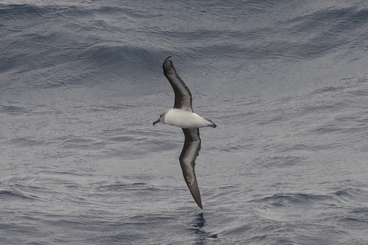 Boz Başlı Albatros - ML645434869