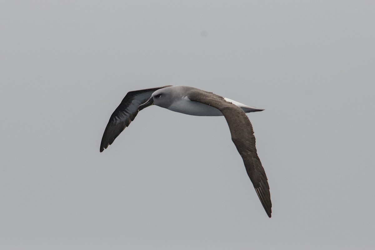 Boz Başlı Albatros - ML645434876