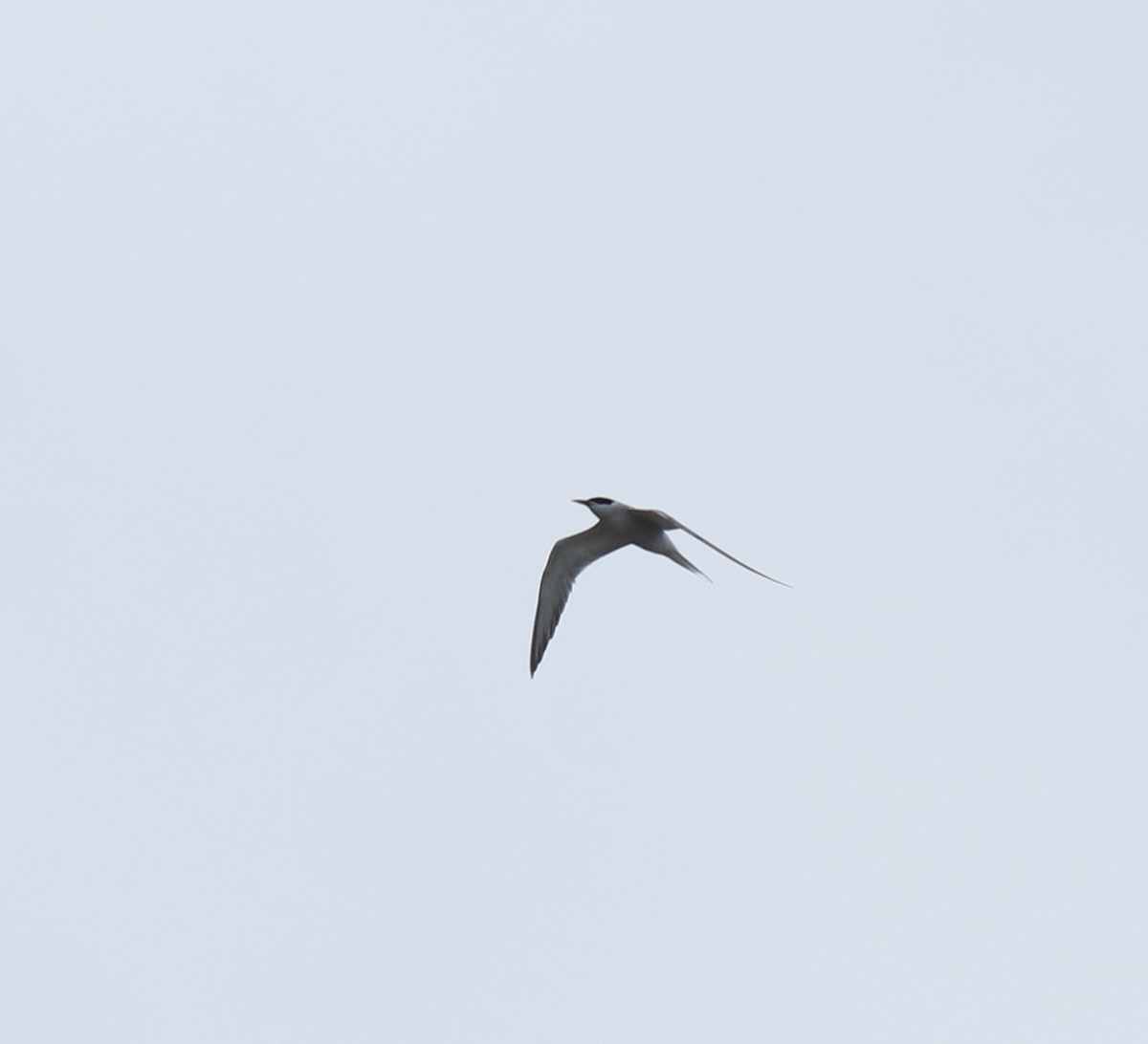 燕鷗 - ML645434877