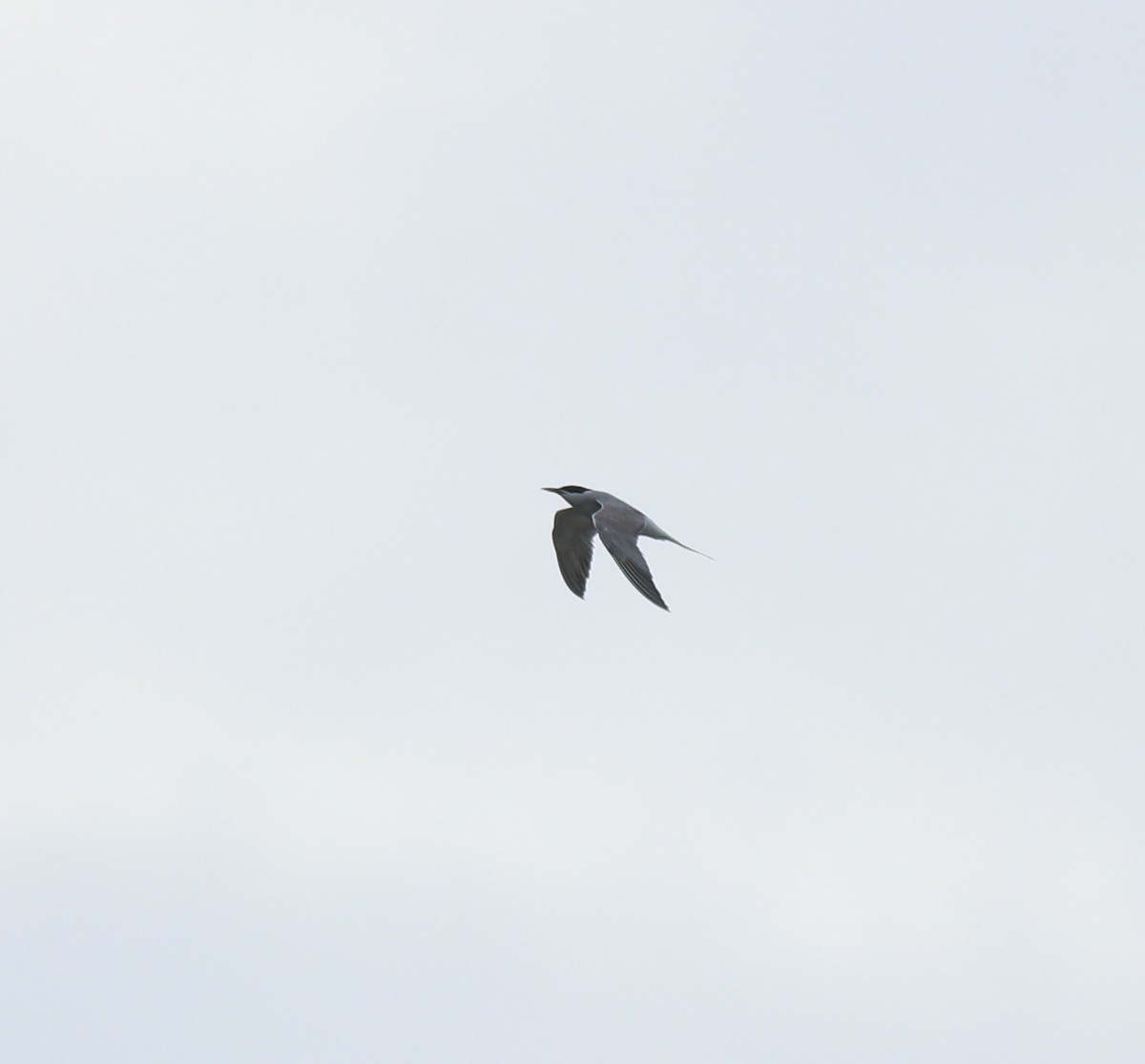 燕鷗 - ML645434879