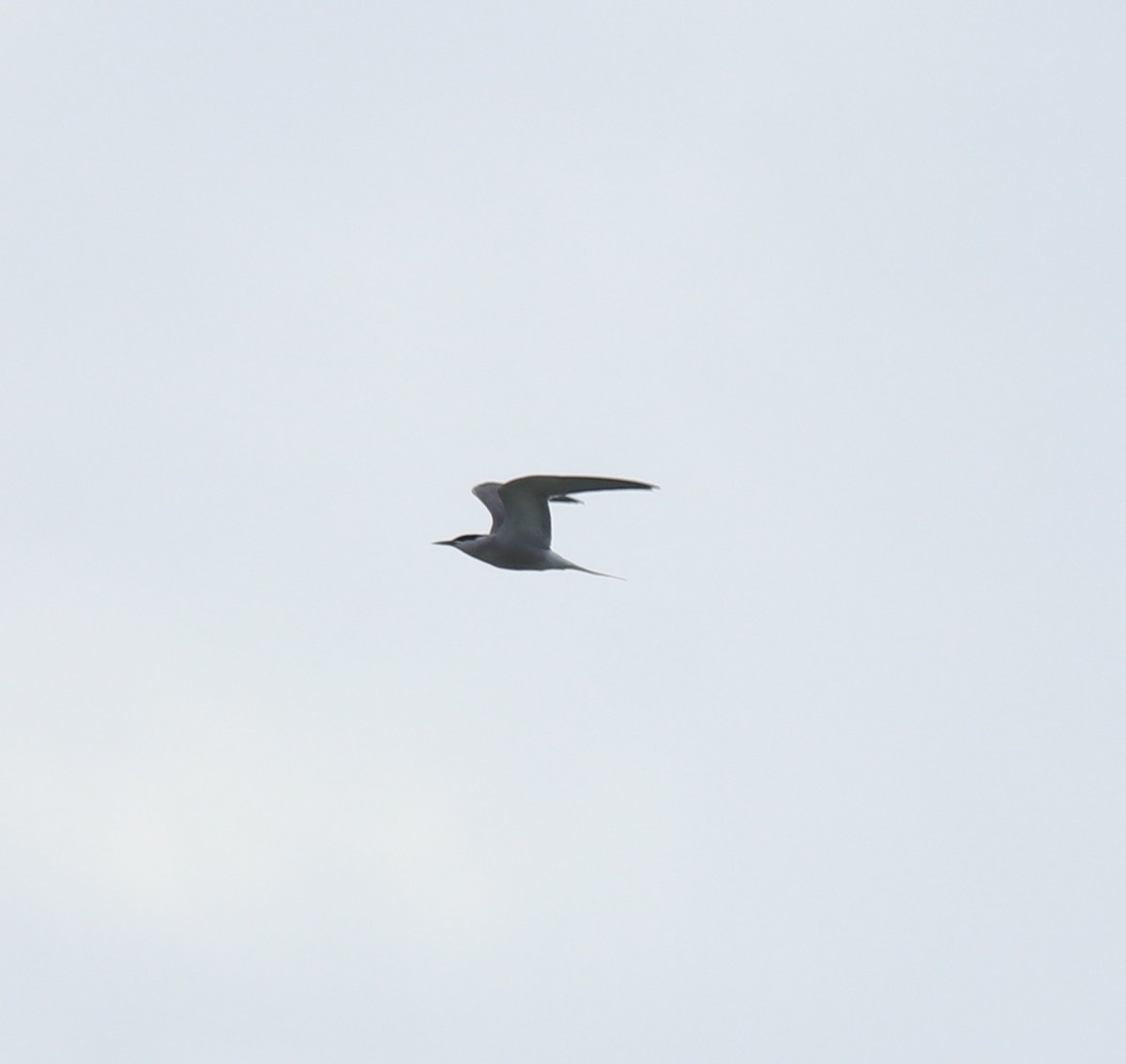 燕鷗 - ML645434880