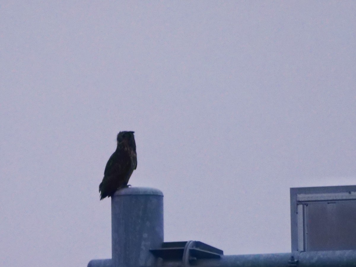 Eurasian Eagle-Owl - ML645434892