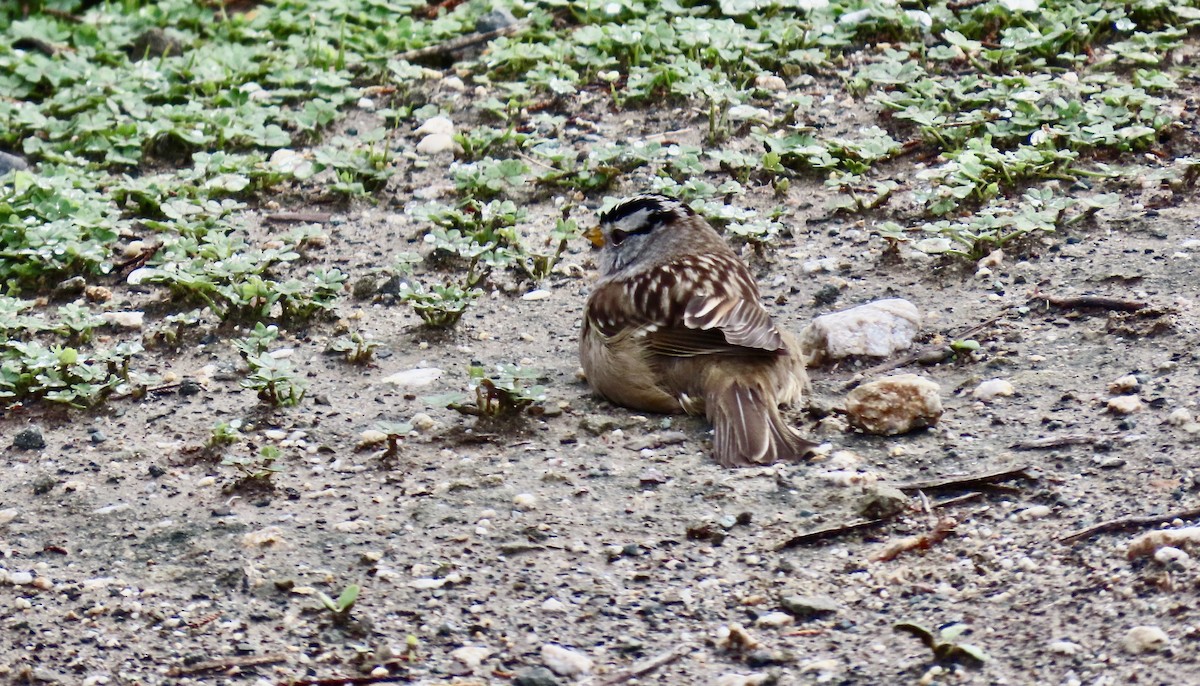 strnadec bělopásý - ML645434911